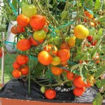 tomatoes in container