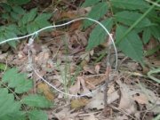 snare