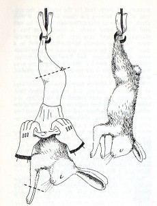 SURVIVAL SKILLS rabbit skining