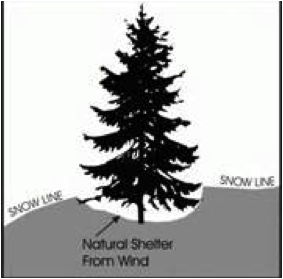 survival shelter under tree