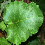 bushcraft equipment burdock leaves