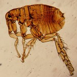 parasite tick picture