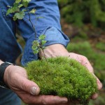 holding sphagnum moss