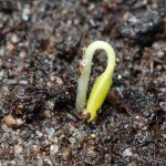 Top Ten Survival Skills – Grow Your Own Food