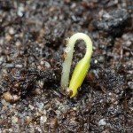 Top Ten Survival Skills – Grow Your Own Food