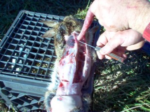 gutting and skinning a rabbit