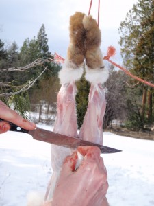 skinning a rabbit