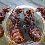 Can You Eat Insects In The UK