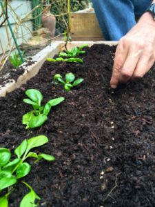 preppers seed planting